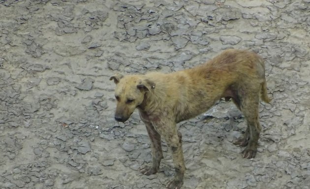 Photo of RSPCA Warrington Animal Centre