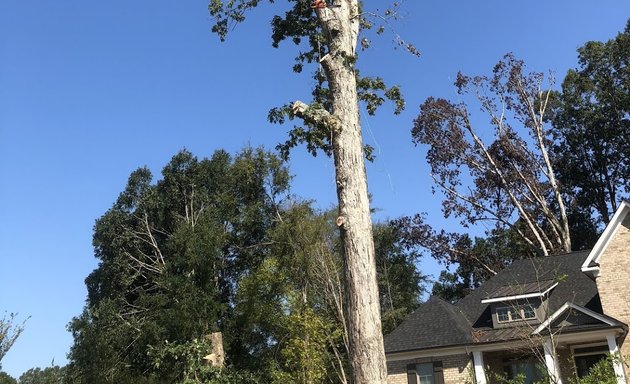Photo of The Wizard Of Trees - Tree Removal and Storm Clean Up Services in Charlotte NC
