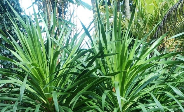 Photo of Nanjundeshwara garden and nursery