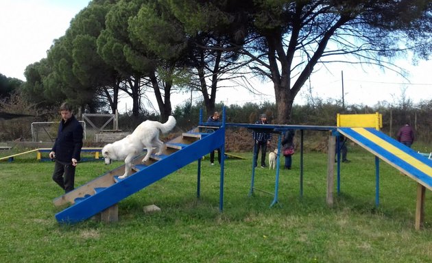 foto Centro di Psicologia Canina Roma - Addestramento Cani