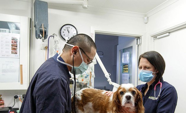 Photo of Templestowe Veterinary Clinic and Cattery