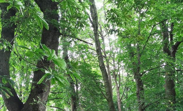 Photo of Clark Springs Wood