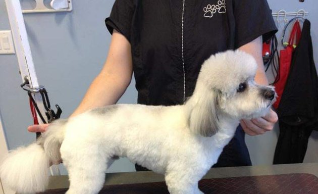 Photo of Hannahs Dog Grooming