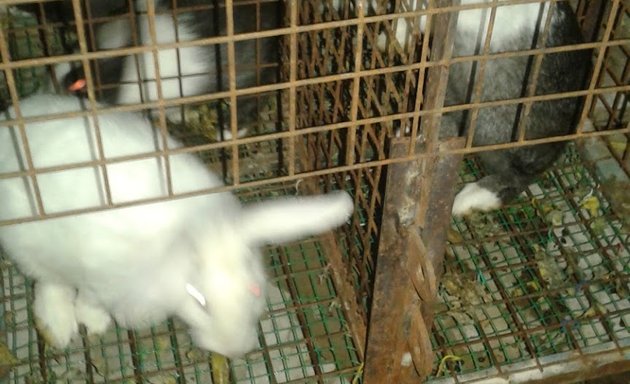 Photo of Pet Shop For Rabbits