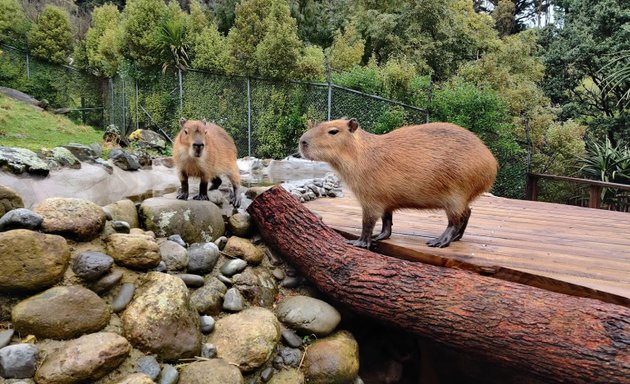 Photo of Wellington Zoo