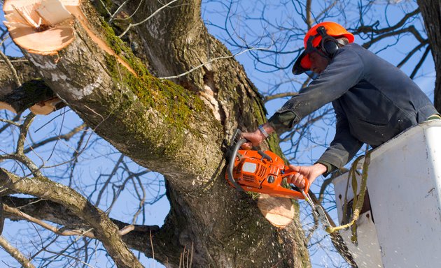 Photo of Annabel Tree Service Albuquerque NM