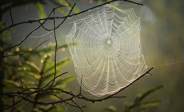 Foto von Naturkraft Schamanismus