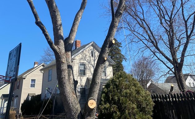 Photo of Victory's tree services inc