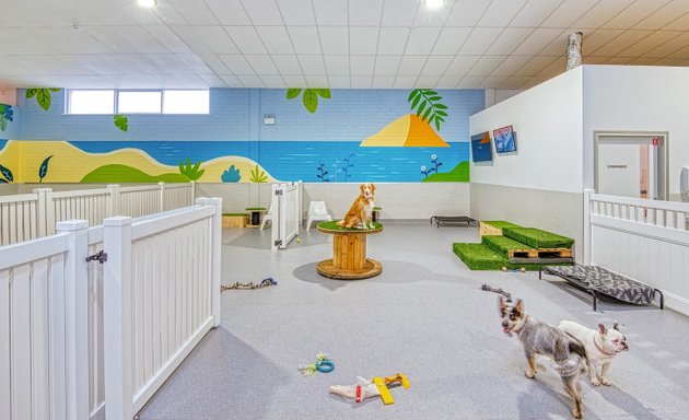 Photo of Doggy Daycare by AdelaideVet