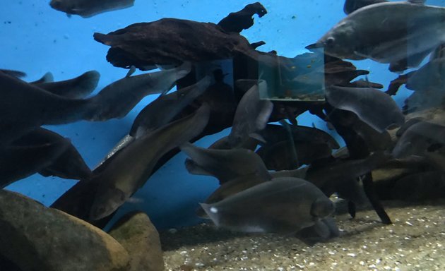 Photo of Government Aquarium