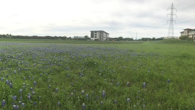 Photo of Bluebonnet Field