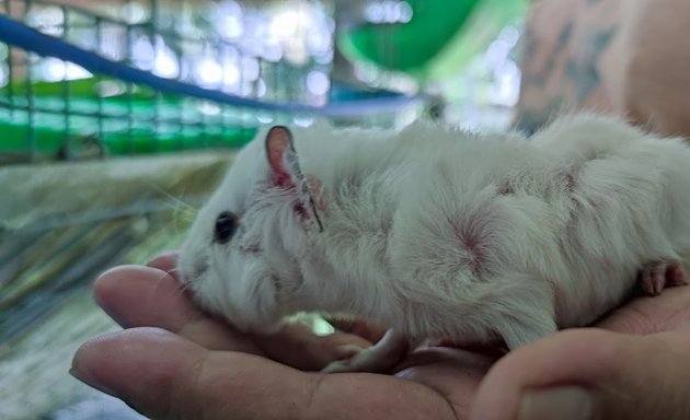 Photo of SalAzu Guinea Pig