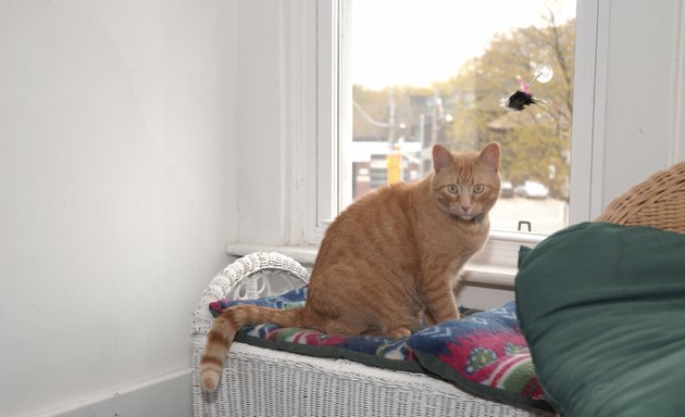 Photo of Lonesome Kitty Feline Hotel and Diggity Dog Canine Hotel