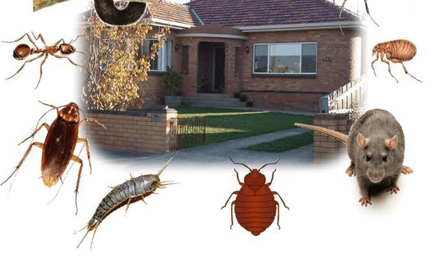Photo of Pest control Abbotsford | pestzap Ant ,Bed Bugs,Rat ,Cockroach,Mice Exterminator,Disinfection,sanitization Service