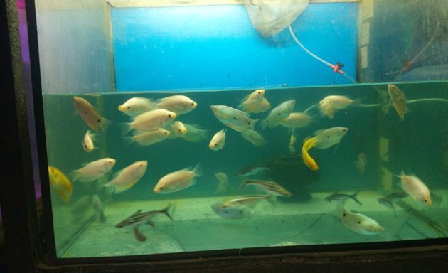 Photo of Shree Aqua Culture Aquarium fish shop