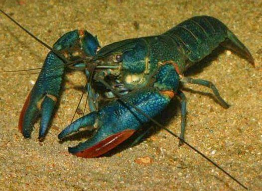 Photo of Arif Lobster Farm House