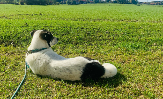 Foto von Die Strawanza Dogwalking München