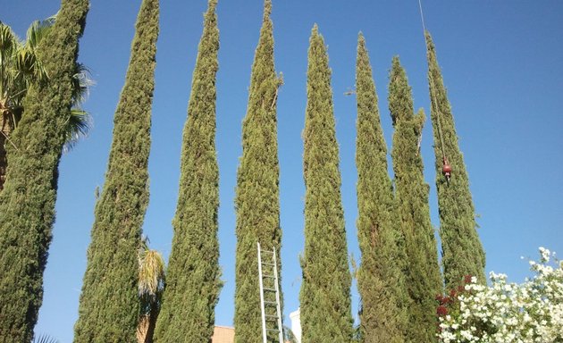 Photo of Vegas Best Tree Service