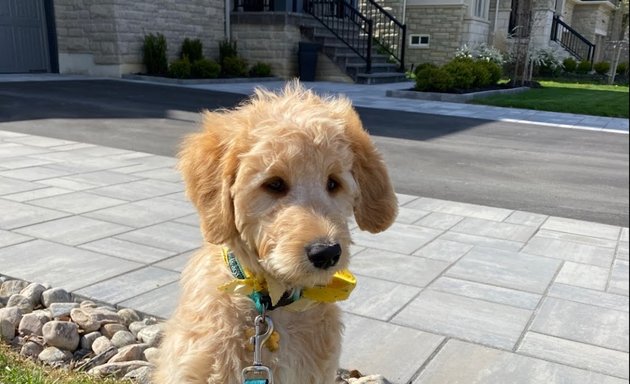 Photo of Golden Cuts Grooming Inc