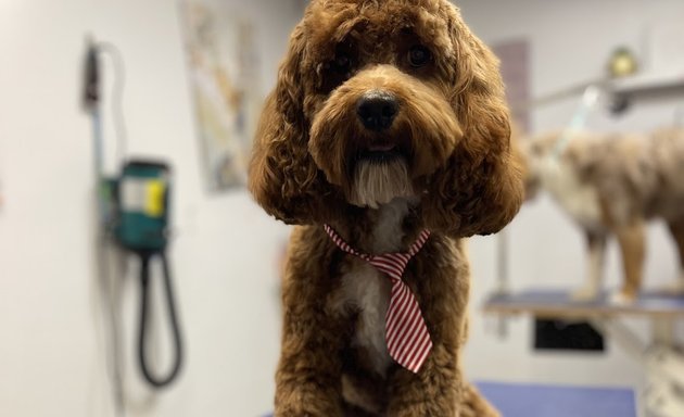 Photo of Shiny Paws Grooming & Day Care