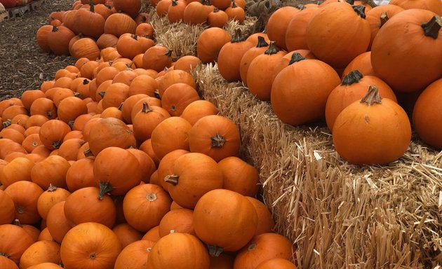 Photo of Mr. Jack O' Lanterns Pumpkins