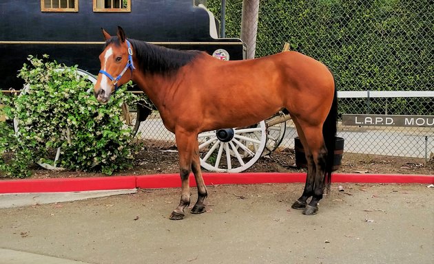 Photo of Los Angeles Police Department Mounted Unit