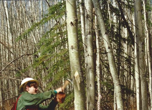 Photo of Timberline Forest Inventory