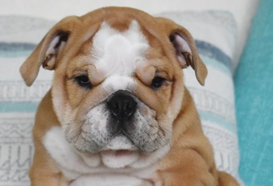 Photo of English Bulldog puppies for sale