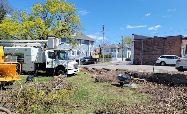 Photo of El Chamo Tree Removal Services