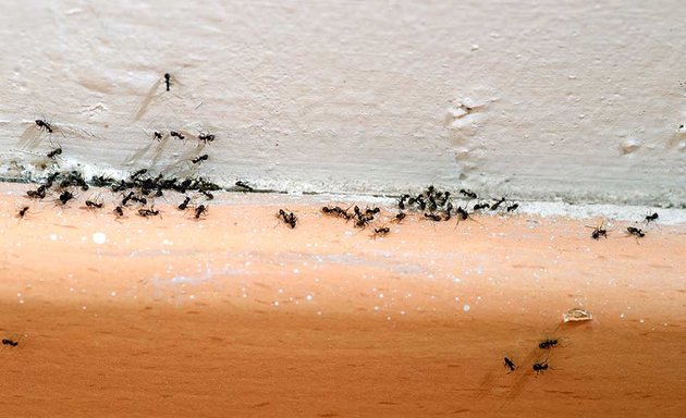Photo of Rid-All Pest Control Services
