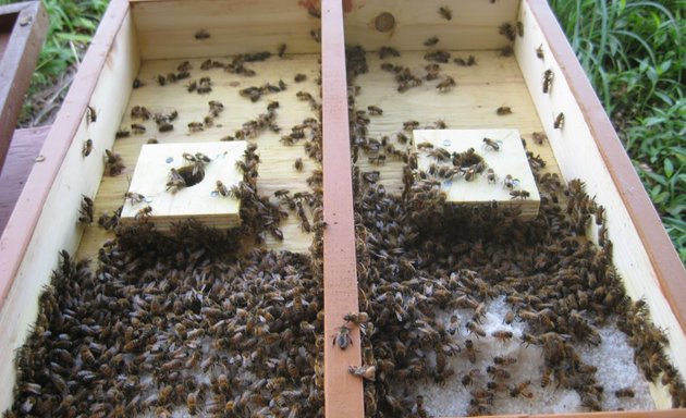 Photo of Bees Incorporated