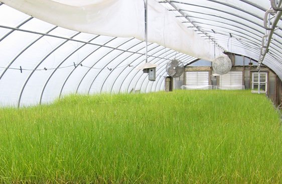 Photo of Greenbelt Native Plant Center