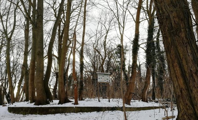 Foto von Kämmereiheide