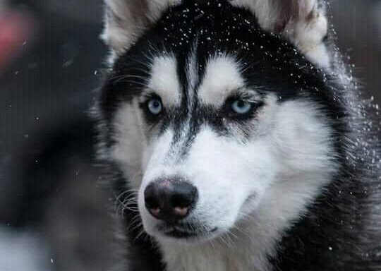 Foto de Veterinaria Santa Victoria - Capella