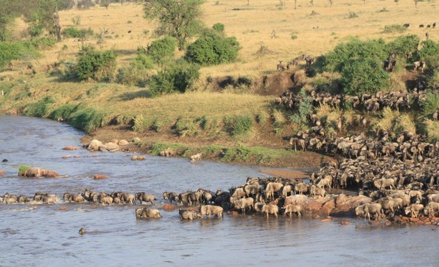 Photo of Lion Dog African Safaris