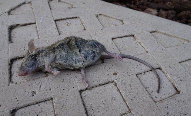 Photo of Boston Rodent Exterminator