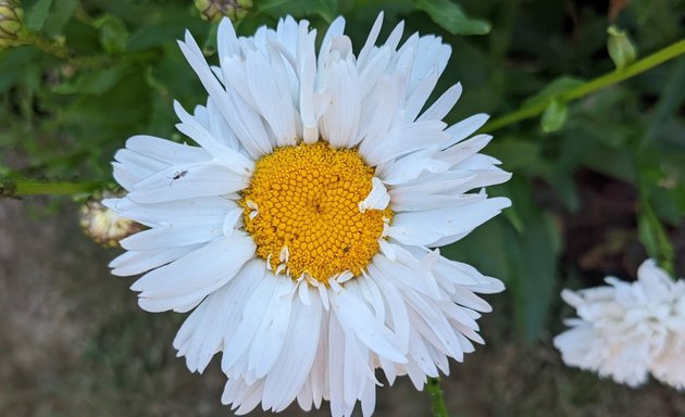 Photo of Sidcup Place Community Garden