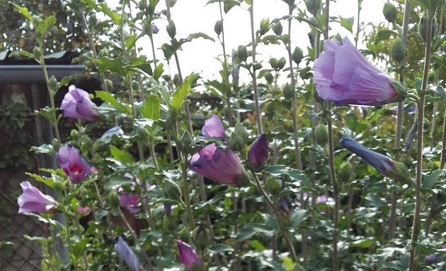 Photo de Jardins de la Garonne. Site Marcaissonne