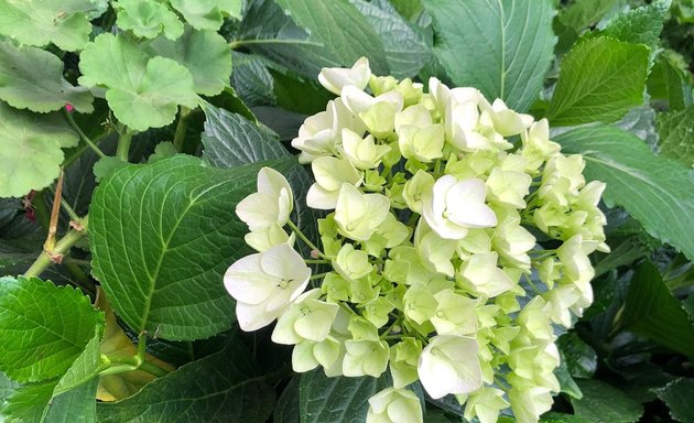 Foto de Laberintos Vivero Jardín