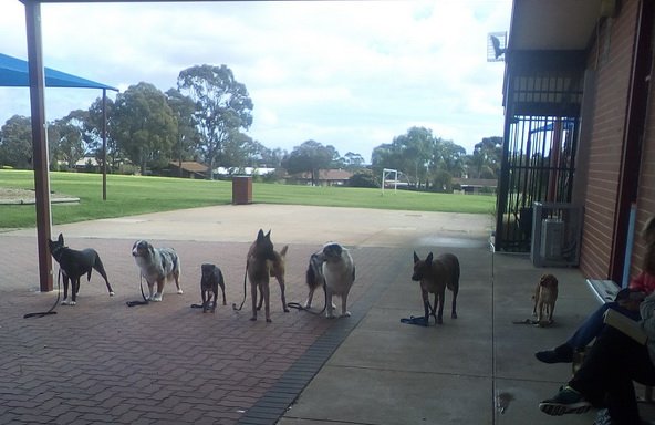 Photo of Dog Training Adelaide