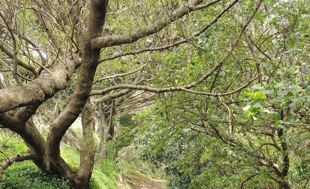 Photo of Matairangi Nature Trail - Logs & Slide