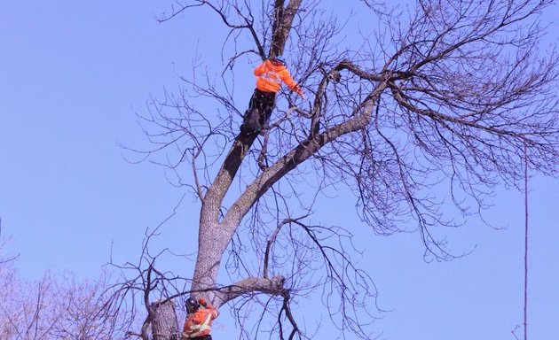 Photo of Perry O'Grady C. - Tree Removal, Land Clearing, Integrated Vegetation Management, Mulching..