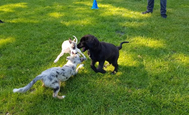 Foto von Hundeschule Sitz, Platz, Bleib & mehr