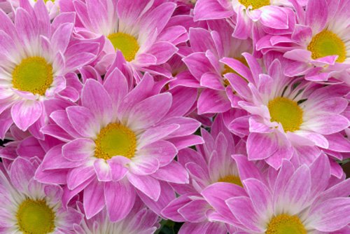 Photo of GB Flowers Ltd