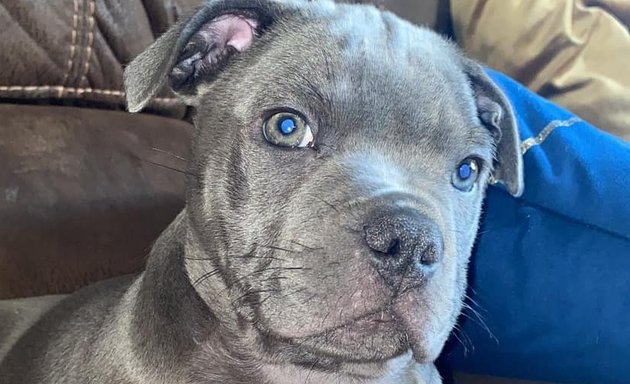 Photo of Staffordshire bull terrier pups Home