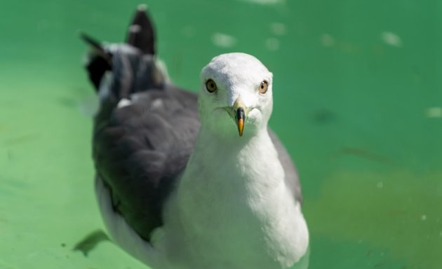 写真 ウミネコ・セグロカモメ