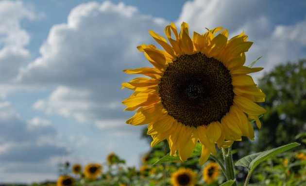 Foto von Blumen pflücken!