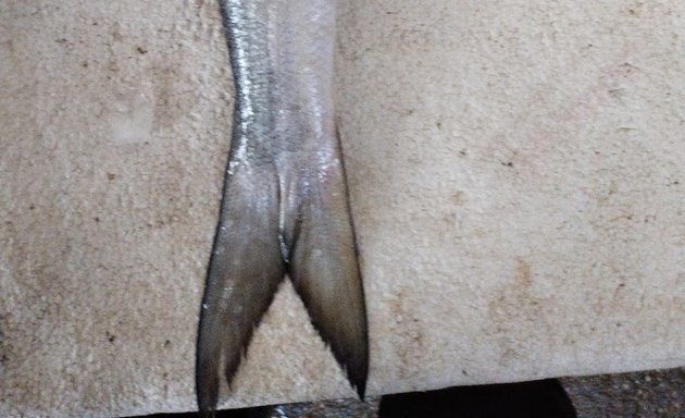 Photo of Karavalli fish
