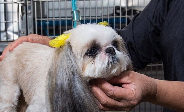 Photo of Animal Clinic of Long Island City