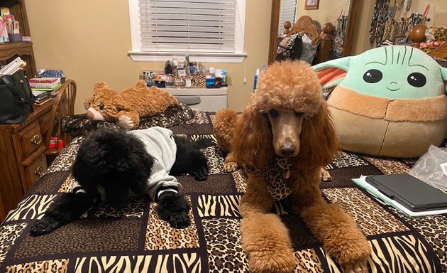 Photo of JuVar Standard Poodles